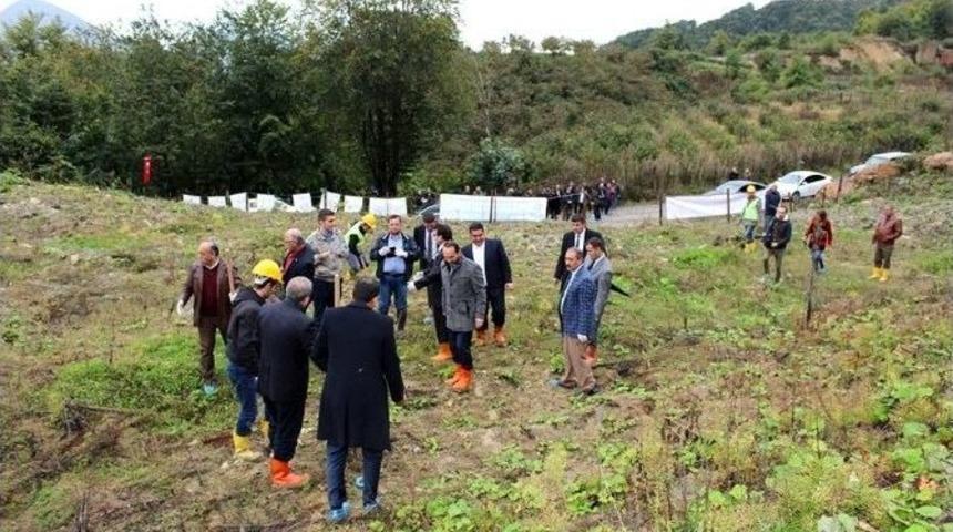 &Uuml;tso Fidan Dikimini, Gelenek Haline Getirecek