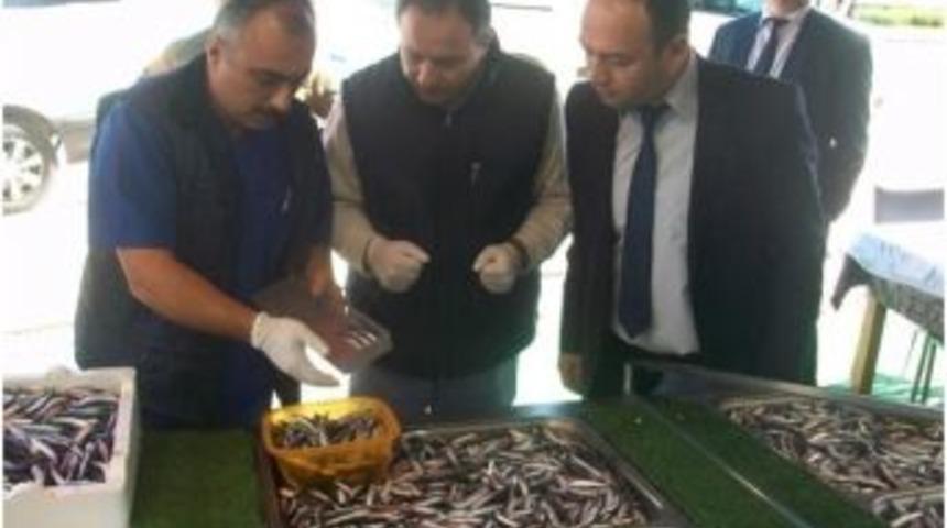 &Ccedil;aycuma&rsquo;da Balık Satış Yerlerinde Denetimler Yapıldı