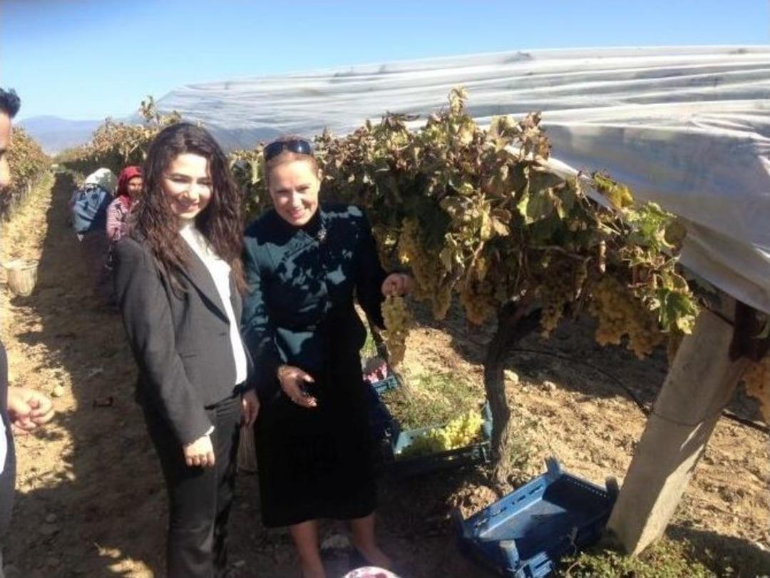 Ak Partili Kozan Sarıg&ouml;l&rsquo;&uuml;n &Uuml;z&uuml;m Bağlarına Hayran Kaldı