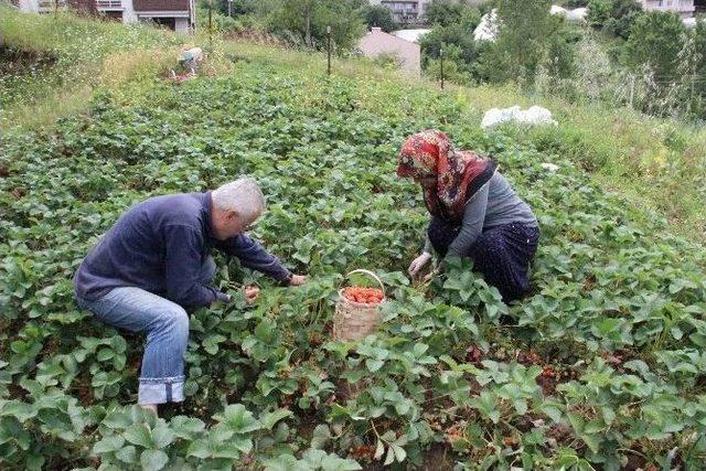 Kdz. Ereğli’de Çelik’ten Çileğe Dönüş Çabası