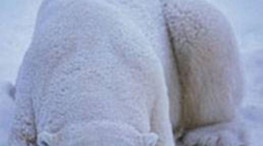 Onu g&ouml;rmek m&uuml;mk&uuml;n değil