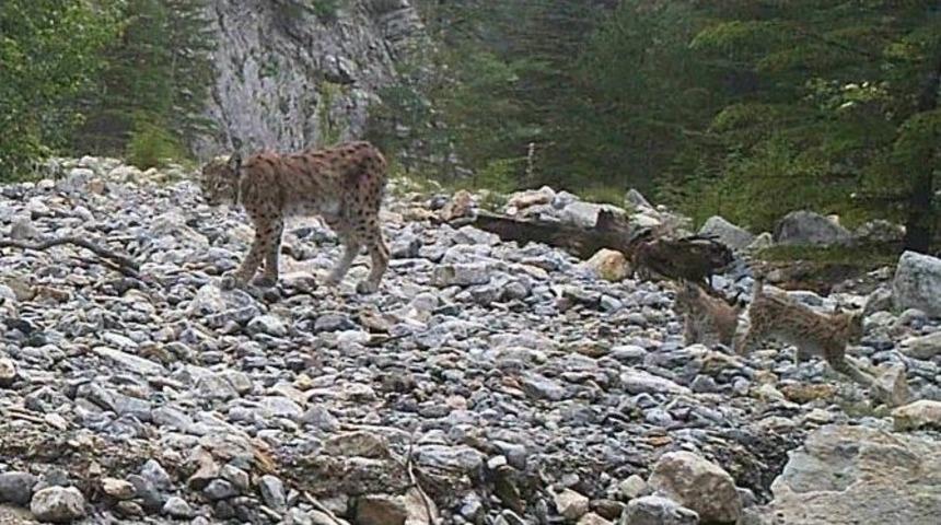 Nesli T&uuml;kenmekte Olan Vaşaklar Mersin&rsquo;de G&ouml;r&uuml;nt&uuml;lendi