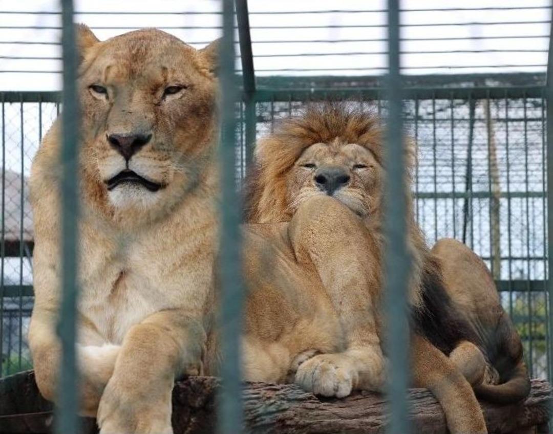 Hayvanat Bah&ccedil;esi &Ccedil;evre İllerden Ziyaret&ccedil;i &Ccedil;ekiyor