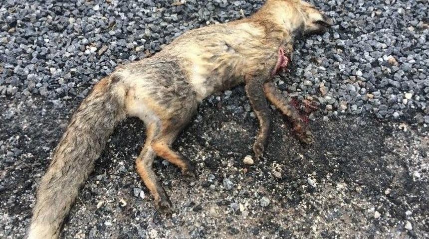 Van&rsquo;da Yiyecek Bulmak İ&ccedil;in Yola İnen Tilkiler, Ara&ccedil;ların &Ccedil;arpması Sonucu Telef Oluyor