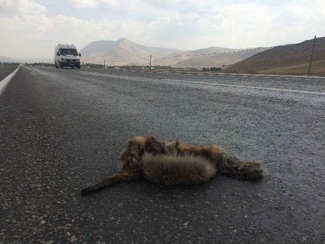 Van’da Yiyecek Bulmak İçin Yola İnen Tilkiler, Araçların Çarpması Sonucu Telef Oluyor