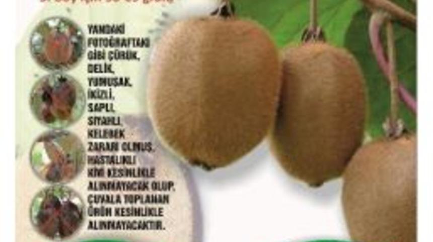 Tarım Kredi Kooperatifleri Kivi Alımı Yapacak