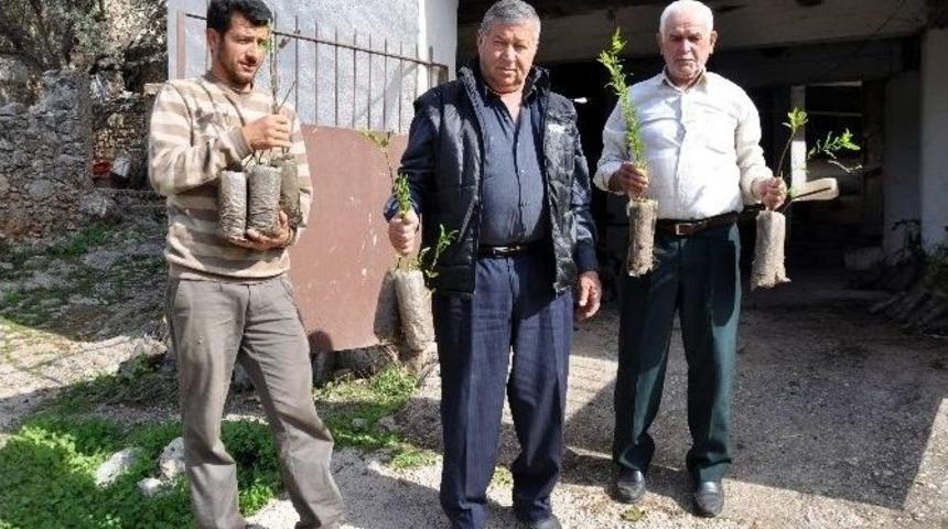 Fethiye&rsquo;de Bin Adet Nar Ve İncir Ağacı Fidesi Dağıtıldı