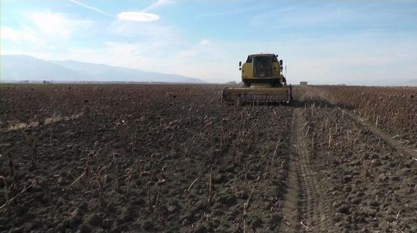 Muş&rsquo;ta Ay&ccedil;i&ccedil;eği Hasadı Başladı