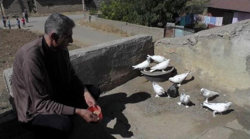 Muş&rsquo;ta 34 Yıldır G&uuml;vercin Besliyor