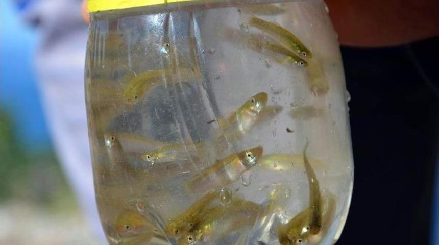 Sivrisinekle Balıklı Mücadele