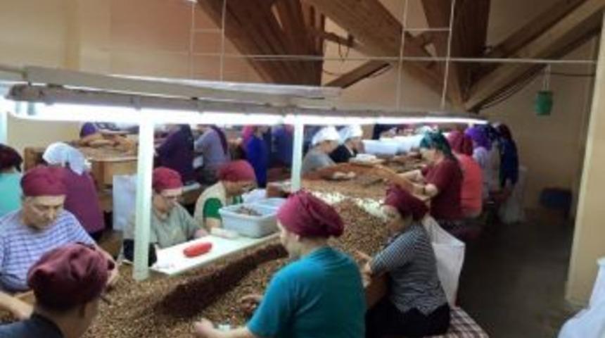 Fındık İhracatı Hızlı Başladı