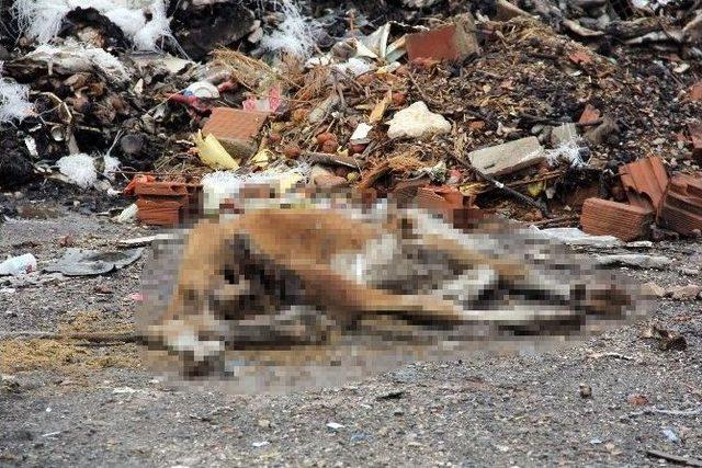 Kastamonu’da 40 Büyükbaş Hayvan, Tüberkülozdan Telef Oldu