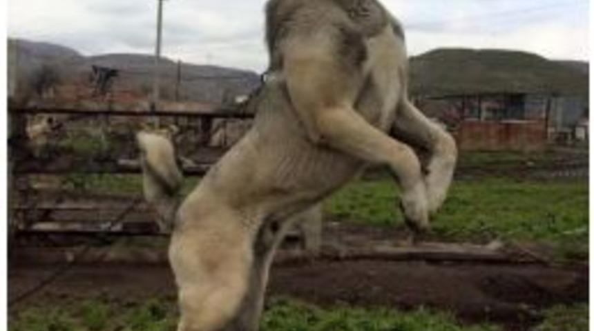 Kangal K&ouml;peğini Domuz Kurşunu İle Vurdular