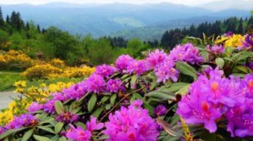 Doğu Karadeniz&rsquo;in Bitki Envanteri &Ccedil;ıkarılıyor