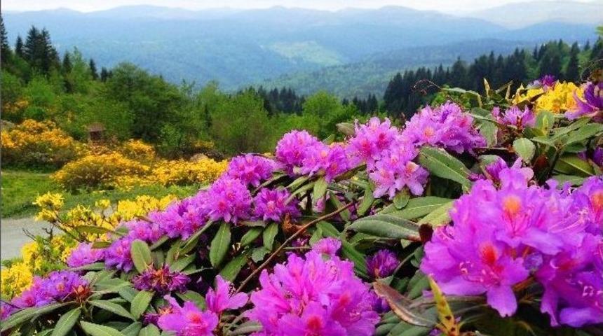 Arap Medyası Ordu&rsquo;da Toplanıyor