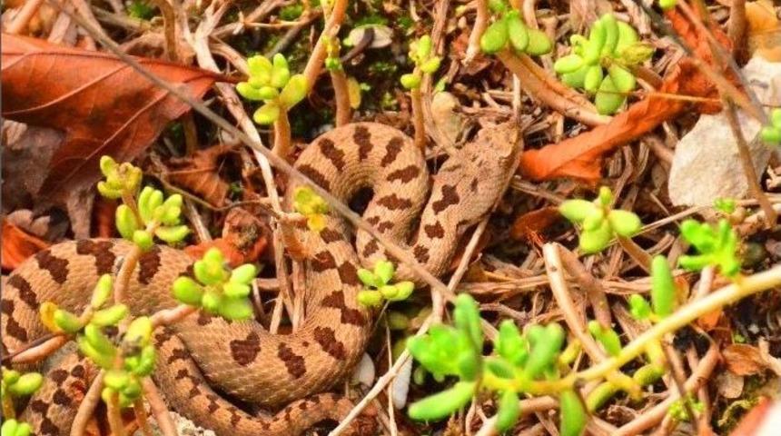 K&uuml;re Dağları Milli Parkı&rsquo;nda Boynuzlu Engerek Yılanı G&ouml;r&uuml;nt&uuml;lendi