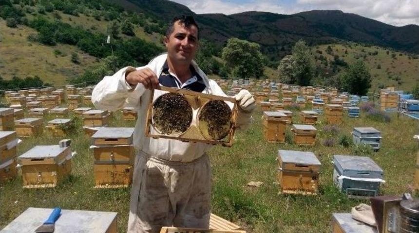 Kelkit&rsquo;ten T&uuml;m T&uuml;rkiye&rsquo;ye Organik Bal