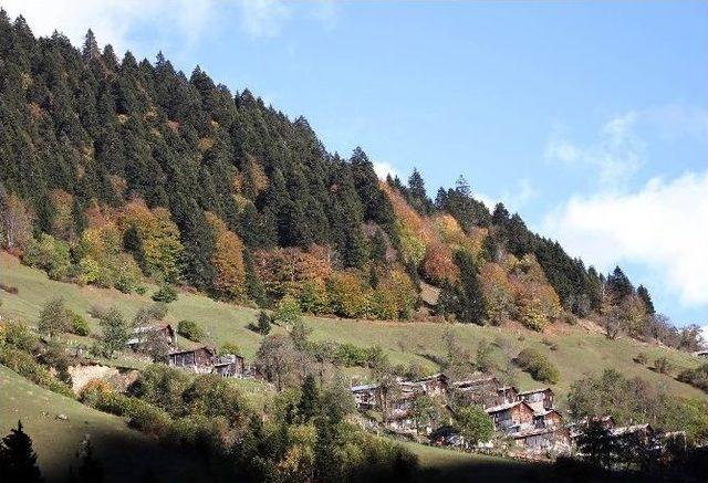 Rize Sonbahar’da Bir Başka Güzel