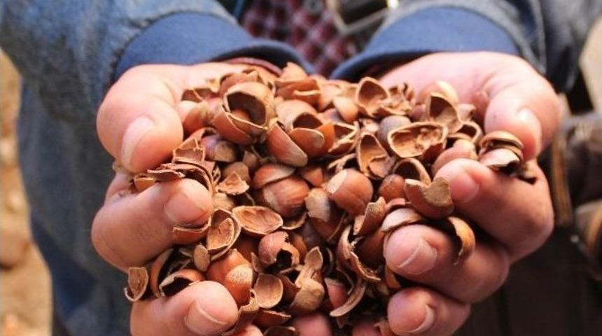 Fındık Satılmayınca Kabuğunun Fiyatı Arttı