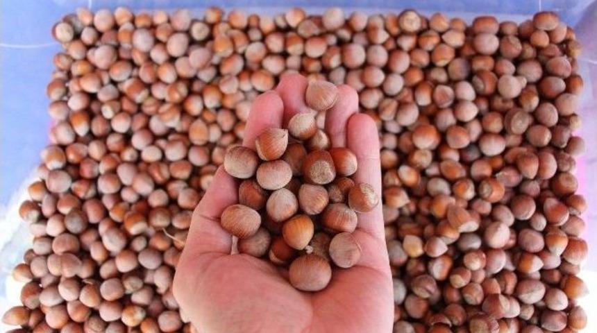 Fındığı Elinde Tutan &Uuml;retici Karlı &Ccedil;ıktı