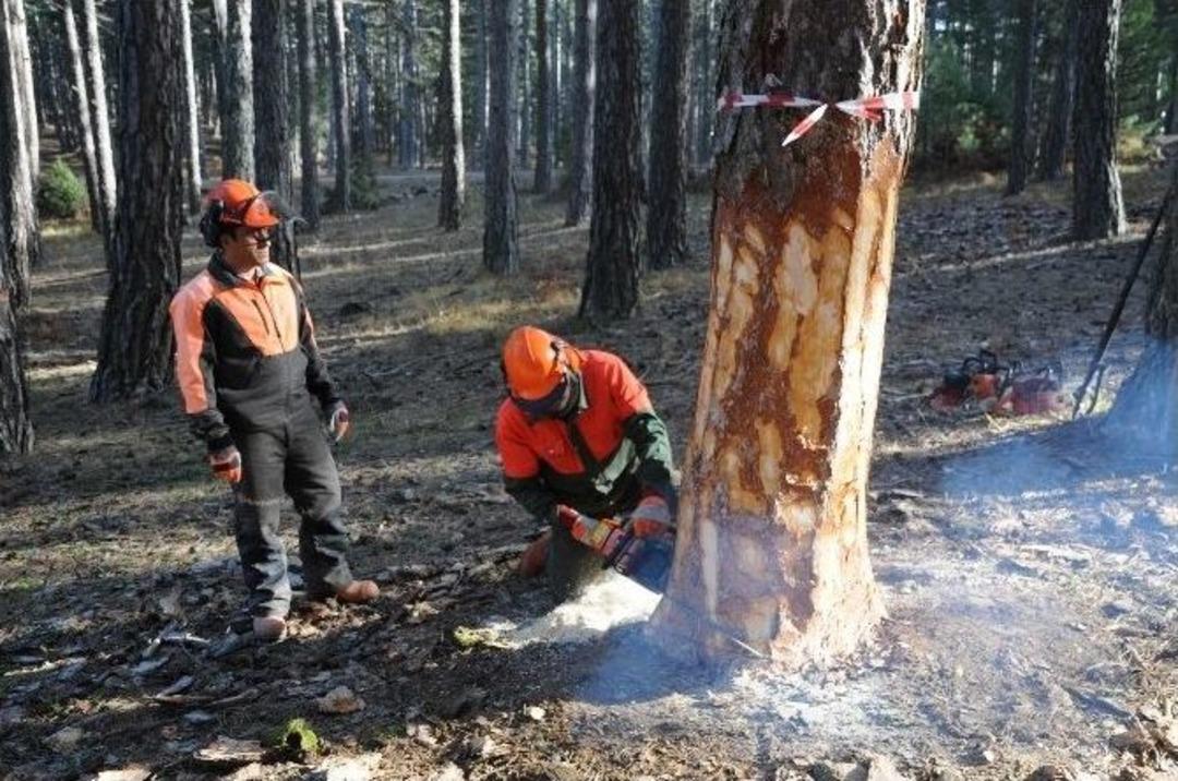 (&ouml;zel Haber) Ormanlar İşte B&ouml;yle Gen&ccedil;leştiriliyor