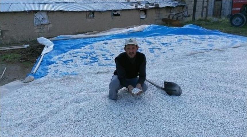 Ter&ouml;r Olayları Fasulye &Uuml;reticilerini Olumsuz Etkiledi