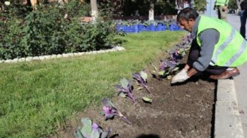 Erzincan Belediyesi 40 Bin &Ccedil;i&ccedil;eği Toprakla Buluşturdu