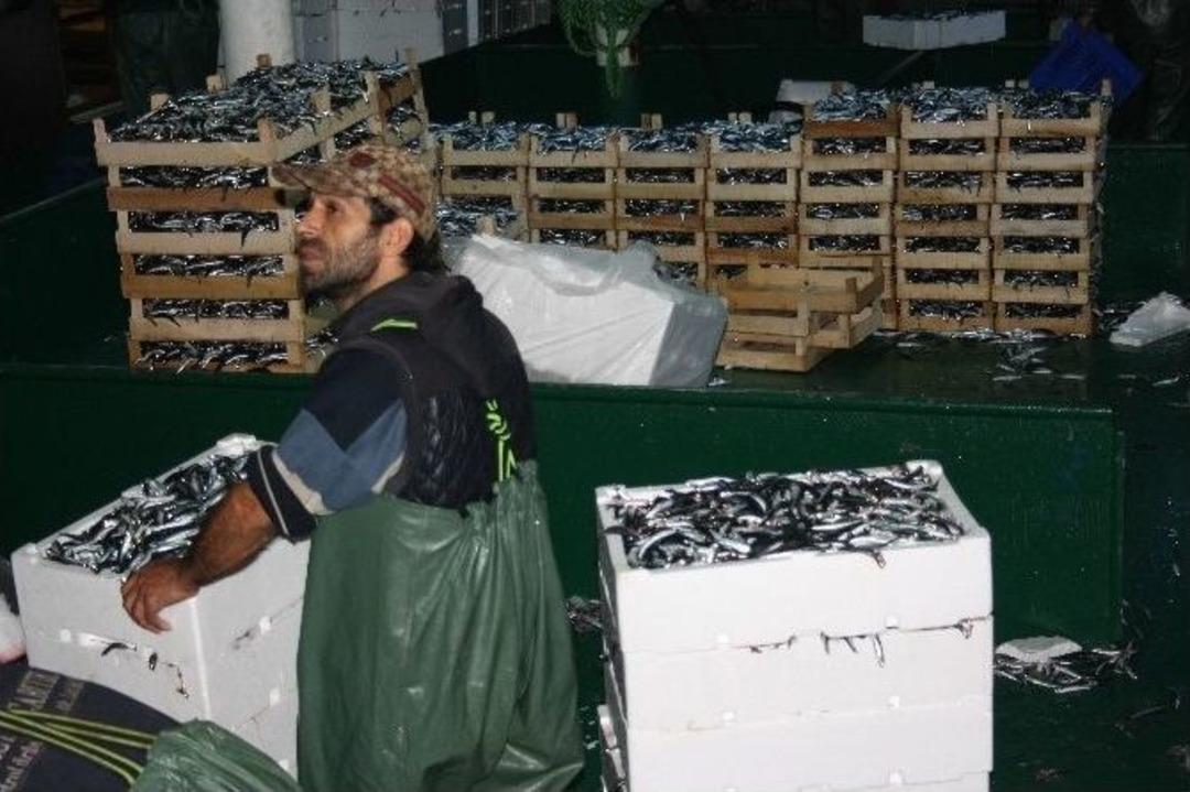 Hamsi Bolluğu Balık&ccedil;ıların Y&uuml;z&uuml;n&uuml; G&uuml;ld&uuml;rd&uuml;