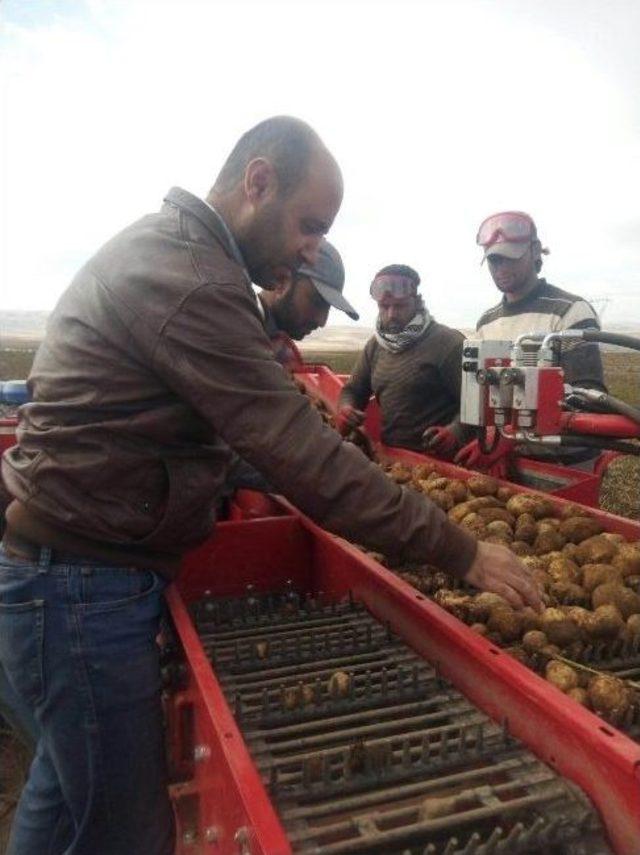 Ahlat’ta Bu Yıl 150 Bin Ton Patates Üretimi Yapıldı