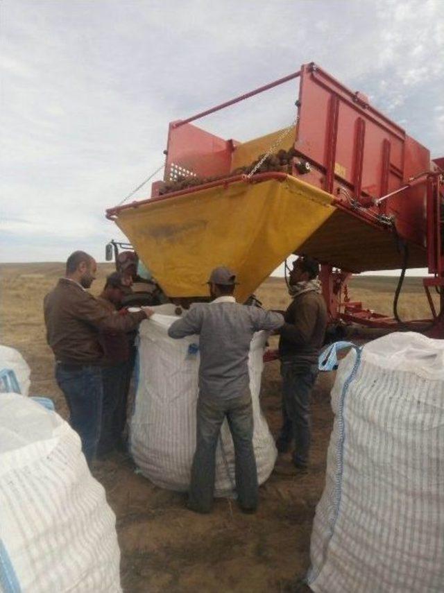 Ahlat’ta Bu Yıl 150 Bin Ton Patates Üretimi Yapıldı