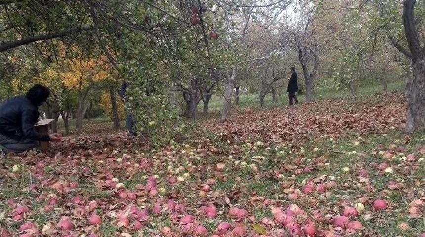Gevaş&rsquo;ta Yetişen Tonlarca Elma &Ccedil;&uuml;r&uuml;meye Terk Edildi