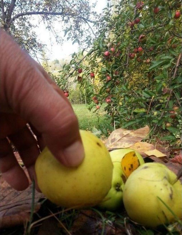 Gevaş’ta Yetişen Tonlarca Elma Çürümeye Terk Edildi