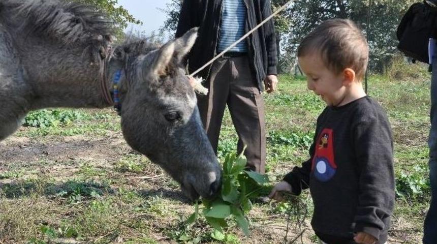 İki Yavrunun Muhteşem Dostluğu