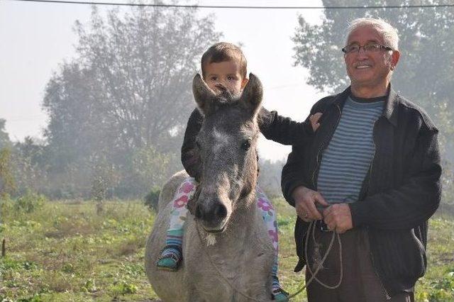 İki Yavrunun Muhteşem Dostluğu