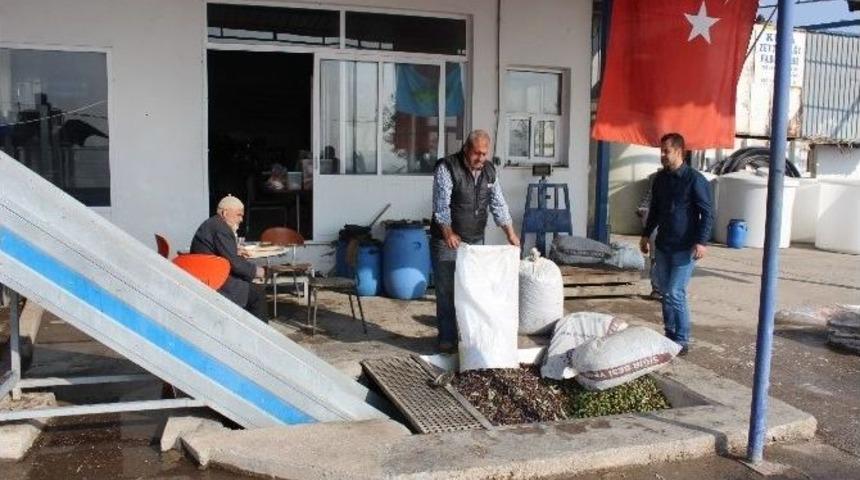 Fo&ccedil;a&rsquo;da Yılın İlk Zeytinyağı Sıkımı Ger&ccedil;ekleştirildi