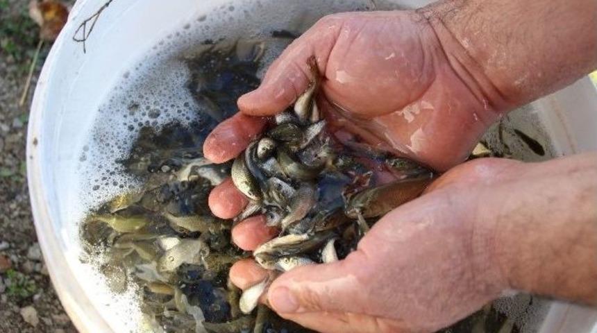 Yavru Balıklar &Ouml;ğrencilere Burs Olarak D&ouml;necek