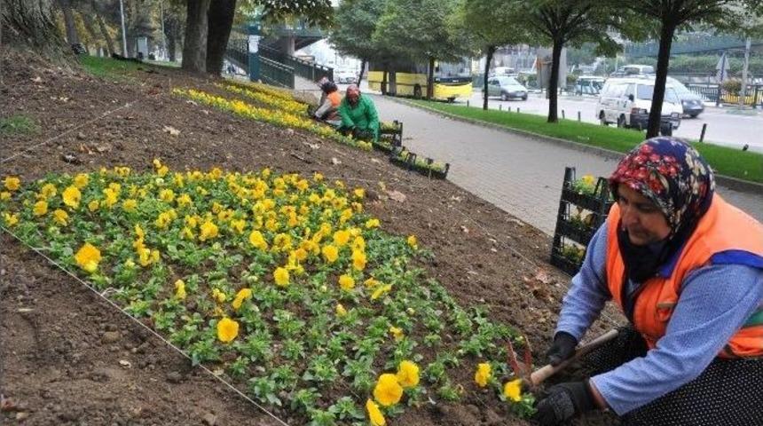 Osmangazi Kışın &Ccedil;i&ccedil;ek A&ccedil;acak