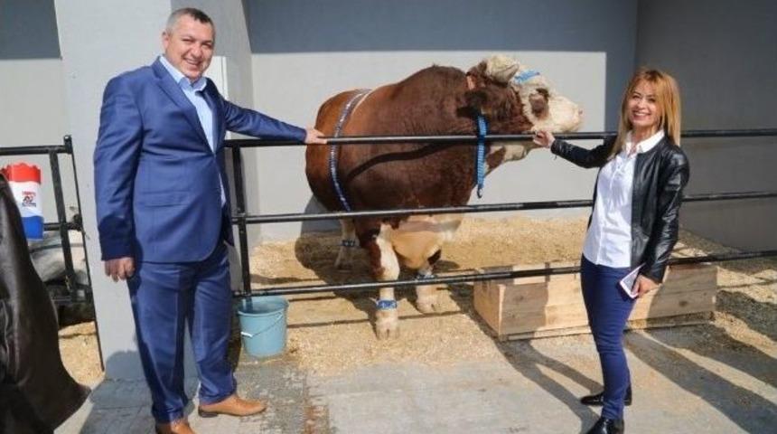 S&uuml;te Anayasa Geliyor