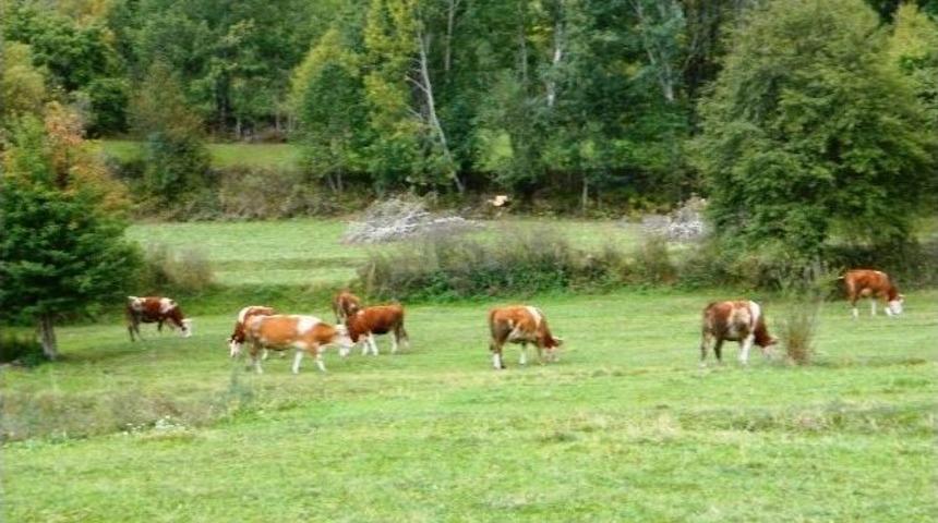 Posof&rsquo;ta G&uuml;z G&uuml;zelliği