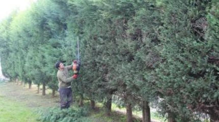 Sapanca&rsquo;da Bakım &Ccedil;alışmaları Devam Ediyor