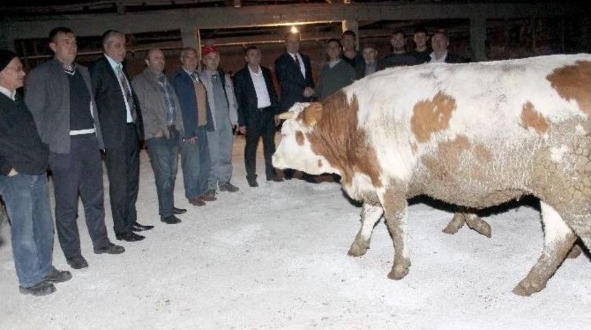 Manyaslı &Ccedil;ift&ccedil;ilere 80 D&uuml;ve Dağıtıldı