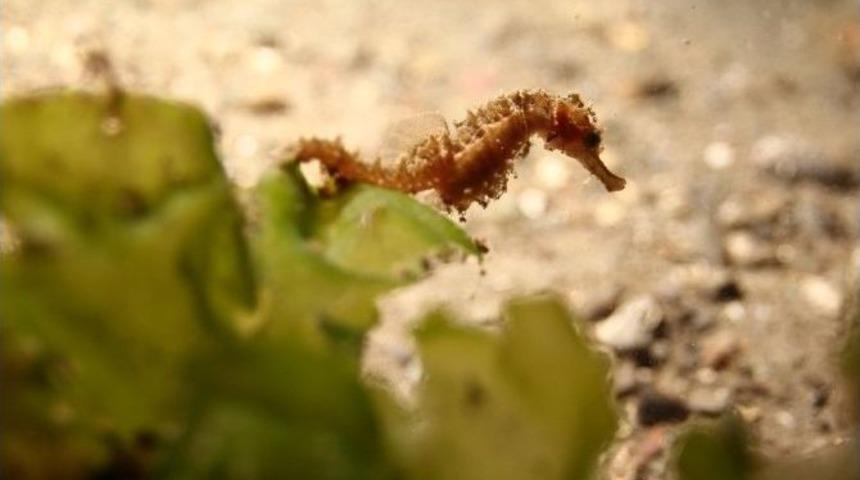 Temiz Suda Yaşayan T&uuml;rler İzmit K&ouml;rfezi&rsquo;nde Artış G&ouml;sterdi
