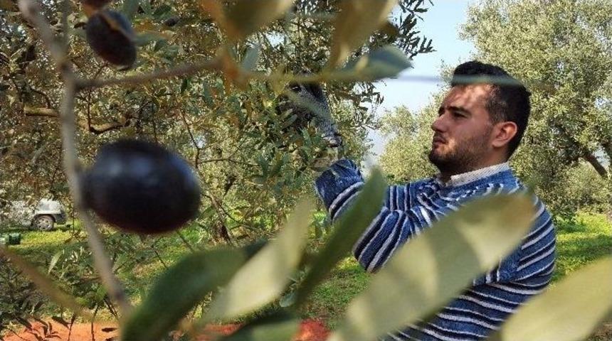 (&ouml;zel Haber) Bursa&rsquo;da Zeytin Hasadı Başladı