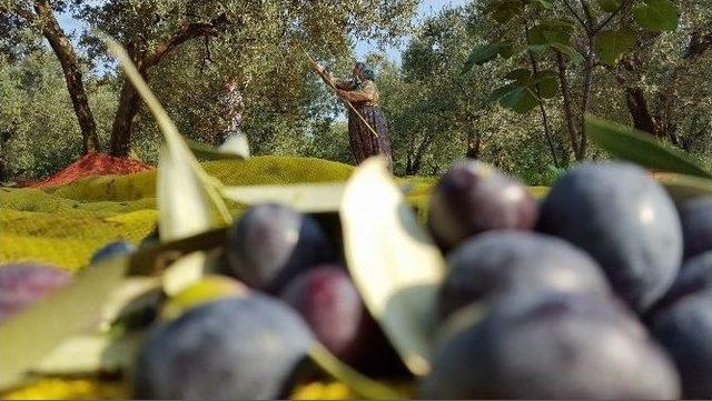 (özel Haber) Bursa’da Zeytin Hasadı Başladı