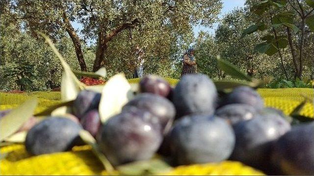 (özel Haber) Bursa’da Zeytin Hasadı Başladı