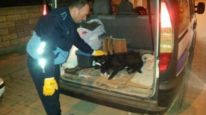 Otomobilin &Ccedil;arptığı K&ouml;peğe Zabıta Ekipleri Sahip &Ccedil;ıktı