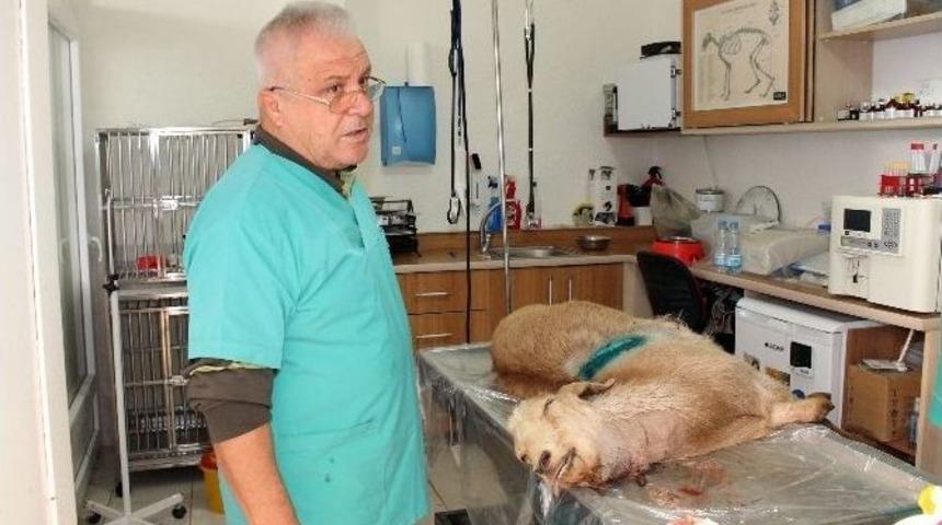 A&ccedil; Kurtlar Ke&ccedil;ilere Saldırdı