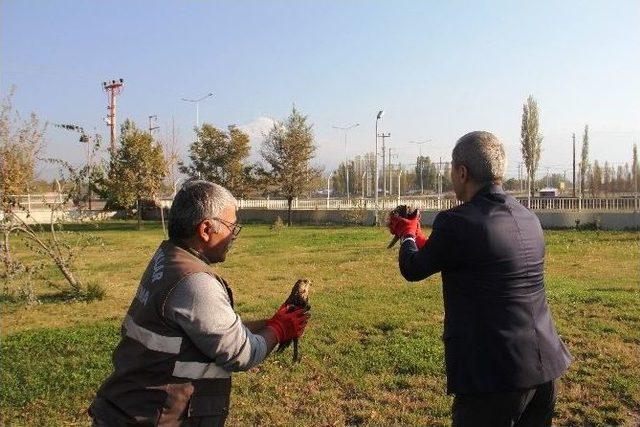 Sağlıklarına Kavuşan Kerkenezler Emniyet Önünde Özgürlüğe Uçtular