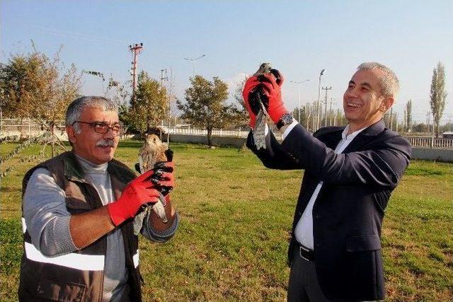 Sağlıklarına Kavuşan Kerkenezler Emniyet Önünde Özgürlüğe Uçtular