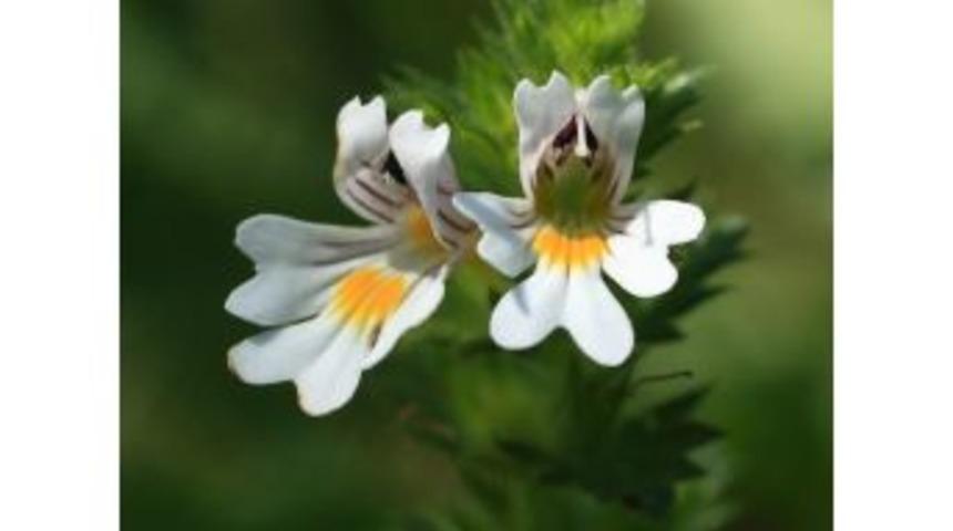 G&ouml;z Rahatsızlıklarına G&ouml;z Otu